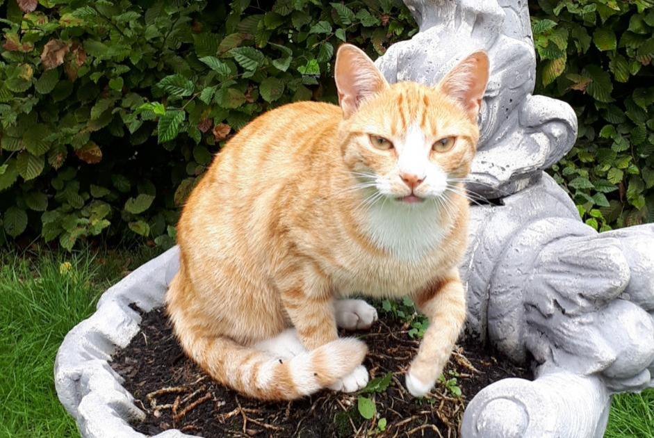 Vermisstmeldung Katze Männliche , 7 jahre Rue Belgien