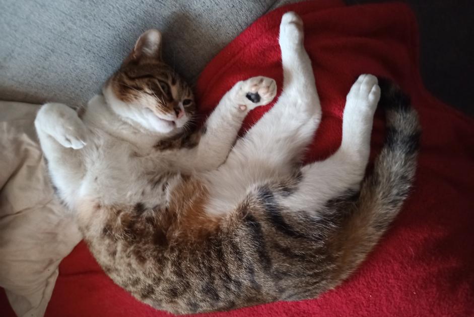 Vermisstmeldung Katze Männliche , 2 jahre Doische Belgien