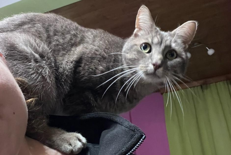 Vermisstmeldung Katze Männliche , 3 jahre Binche Belgien