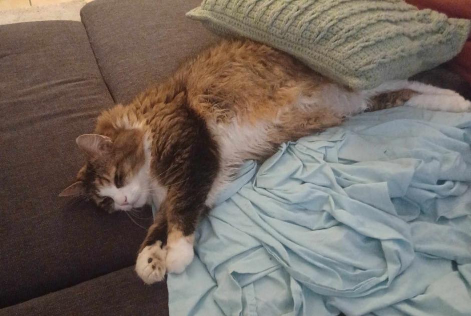 Vermisstmeldung Katze rassenmischung  Weiblich , 8 jahre Ans Belgien