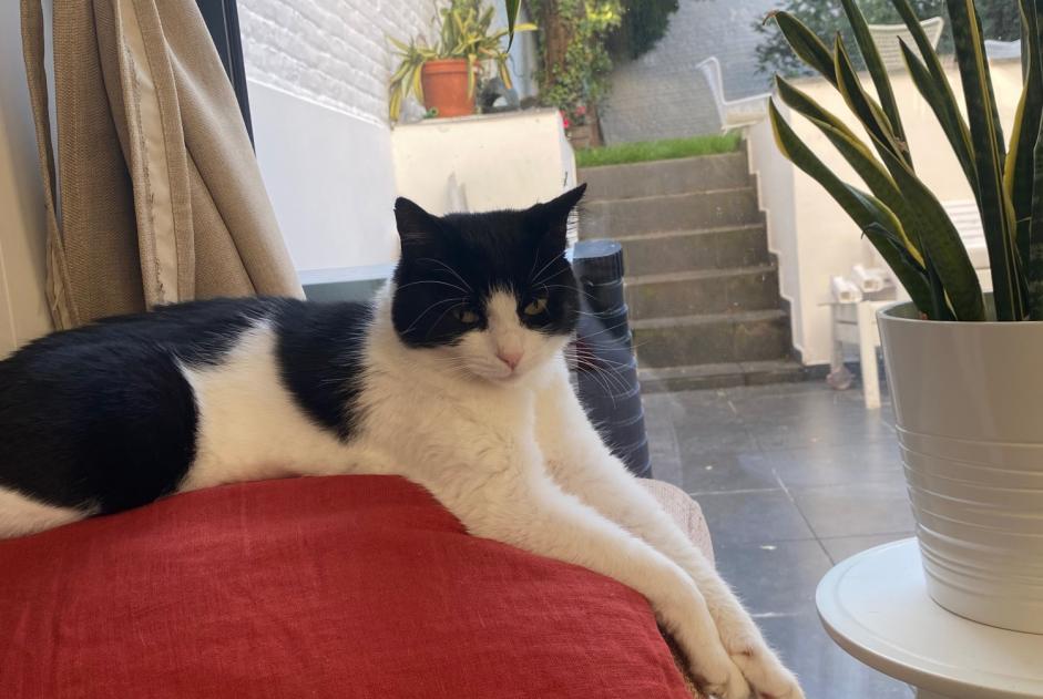 Vermisstmeldung Katze rassenmischung  Weiblich , 5 jahre Saint-Gilles Belgien