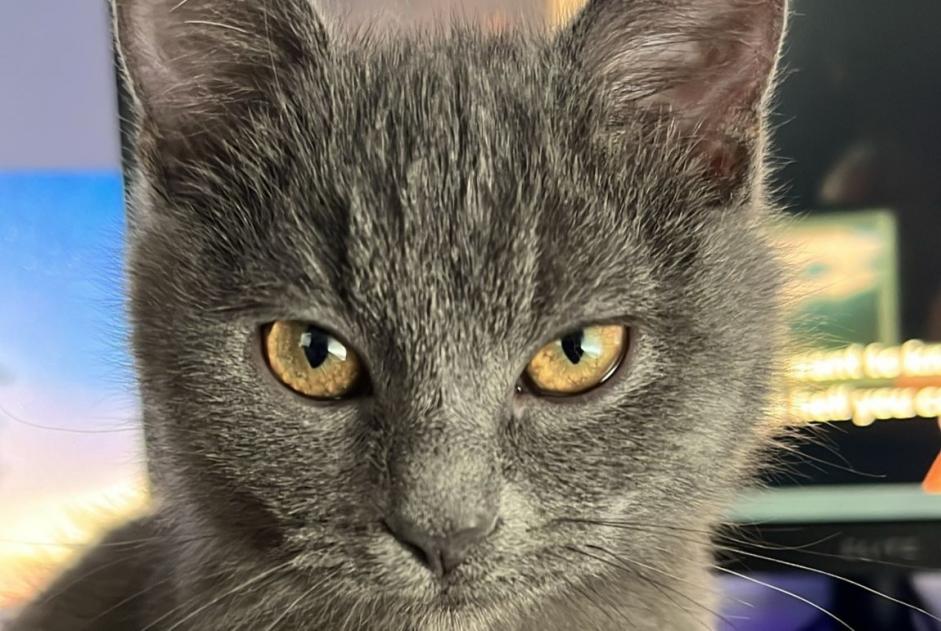 Vermisstmeldung Katze rassenmischung  Weiblich , 1 jahre Edingen Belgien