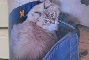 Vermisstmeldung Katze  Männliche , 1 jahre Uccle Belgien