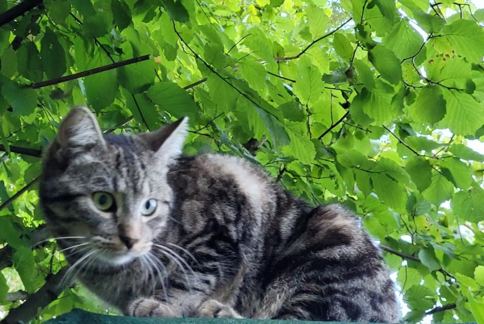 Vermisstmeldung Katze rassenmischung  Männliche , 1 jahre Ottignies-Louvain-la-Neuve Belgien