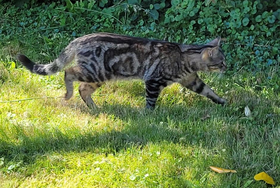 Vermisstmeldung Katze rassenmischung  Männliche , 1 jahre Ottignies-Louvain-la-Neuve Belgien