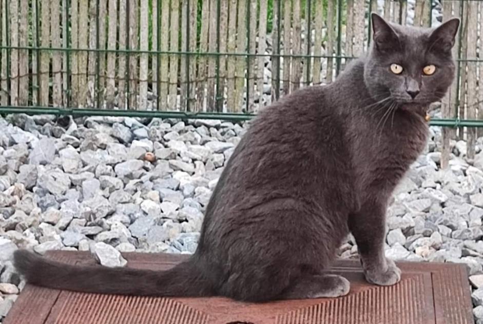 Vermisstmeldung Katze  Männliche , 6 jahre Nandrin Belgien