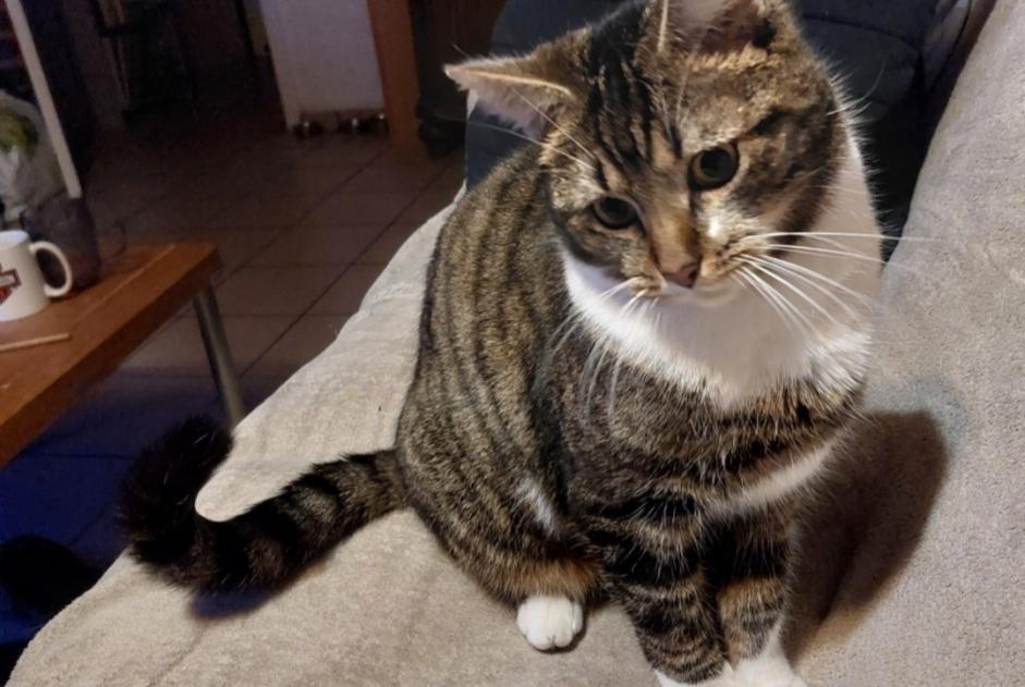 Vermisstmeldung Katze Männliche , 2 jahre Amay Belgien