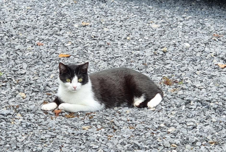 Vermisstmeldung Katze rassenmischung  Männliche , 3 jahre Estinnes Belgien