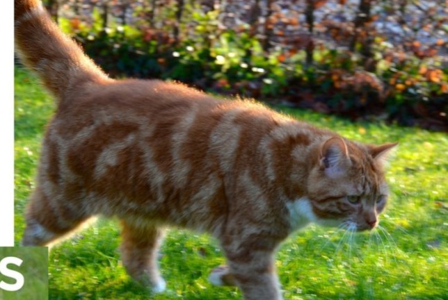 Vermisstmeldung Katze rassenmischung  Männliche , 13 jahre Rhode-Saint-Genèse Belgien