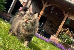 Vermisstmeldung Katze rassenmischung  Männliche , 5 jahre Herstal Belgien