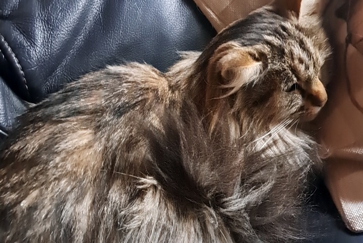 Vermisstmeldung Katze rassenmischung  Weiblich , 6 jahre Courcelles Belgien