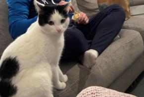 Vermisstmeldung Katze Männliche , 2 jahre Anderlues Belgien