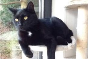 Disappearance alert Cat européen  Male , 9 years Wavre Belgium