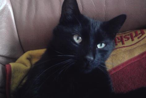 Disappearance alert Cat Type européen Male , 12 years Herstal Belgium