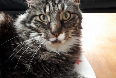 Disappearance alert Cat  Male , 14 years La Grange des Champs Belgium