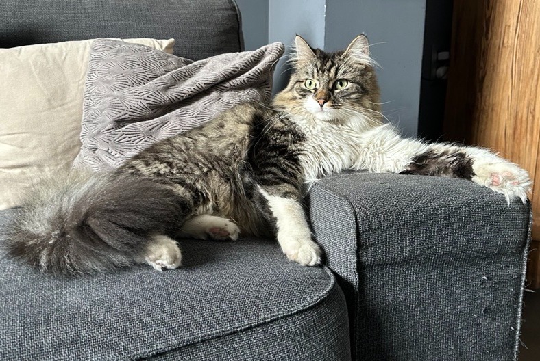 Disappearance alert Cat Male , 4 years Antoing Belgium