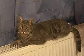 Disappearance alert Cat Male , 3 years Binche Belgium