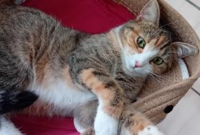 Disappearance alert Cat miscegenation  Female , 1 years Verviers Belgium