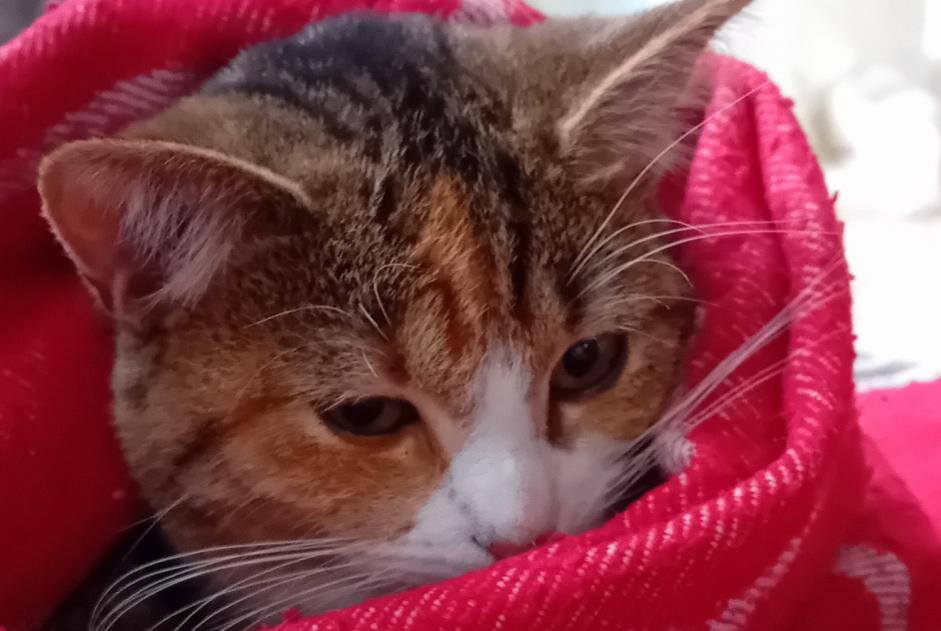 Disappearance alert Cat miscegenation  Female , 1 years Verviers Belgium