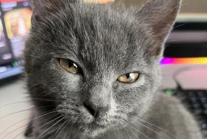 Disappearance alert Cat miscegenation  Female , 1 years Edingen Belgium