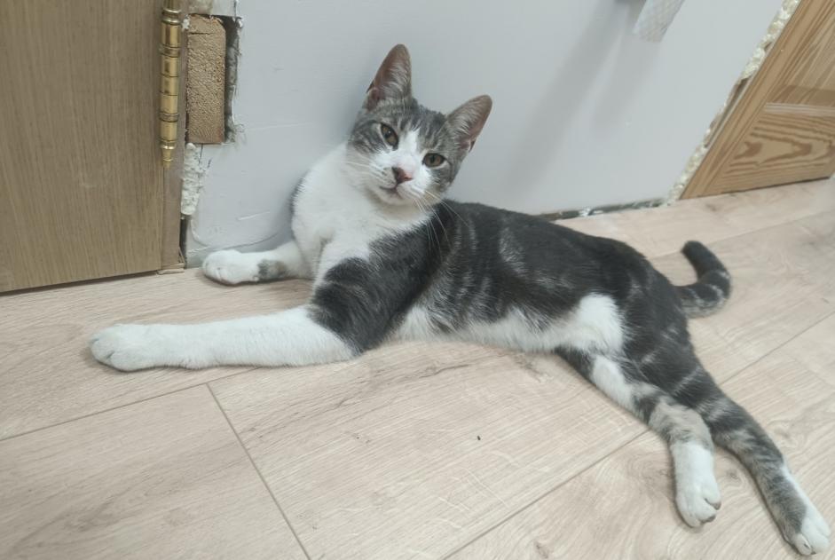 Disappearance alert Cat miscegenation  Male , 1 years La Louvière Belgium