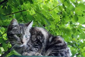 Disappearance alert Cat miscegenation  Male , 1 years Ottignies-Louvain-la-Neuve Belgium