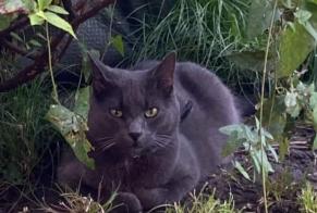 Disappearance alert Cat miscegenation  Male , 4 years Châtelet Belgium