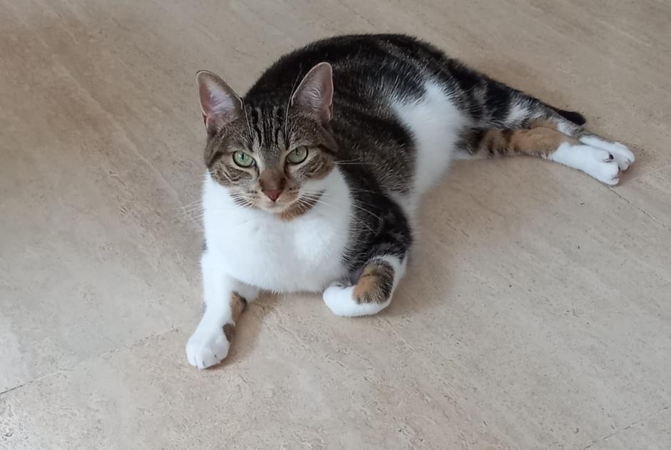 Disappearance alert Cat miscegenation  Female , 3 years Woluwe-Saint-Pierre Belgium