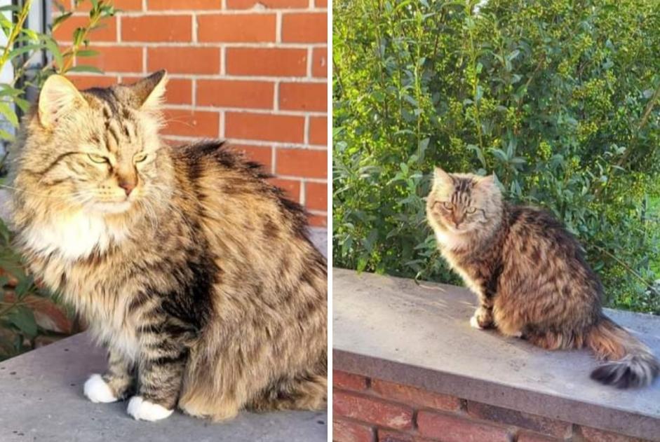 Disappearance alert Cat miscegenation  Female , 10 years Châtelet Belgium