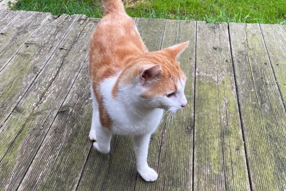 Discovery alert Cat Male Gerpinnes Belgium