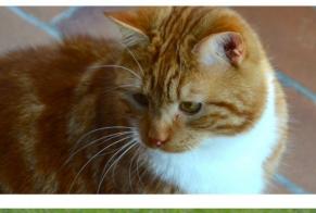 Disappearance alert Cat miscegenation  Male , 13 years Rhode-Saint-Genèse Belgium