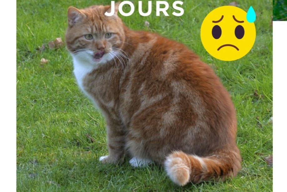 Disappearance alert Cat miscegenation  Male , 13 years Rhode-Saint-Genèse Belgium