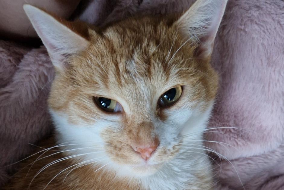 Disappearance alert Cat Male , 2 years Huy Belgium