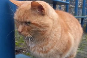 Discovery alert Cat miscegenation  Male Mons Belgium