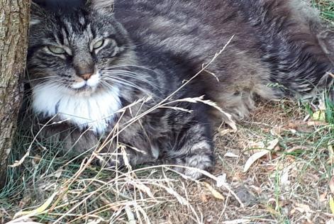 Alerta de Desaparición Gato  Macho , 14 años La Grange des Champs Bélgica