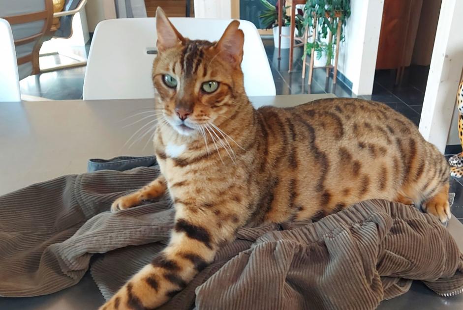 Alerta de Desaparición Gato  Macho , 7 años Jurbise Bélgica