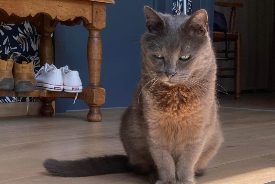 Alerta de Desaparición Gato cruce  Macho , 11 años Quévy Bélgica