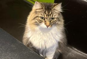 Alerta de Desaparición Gato Macho , 4 años Antoing Bélgica