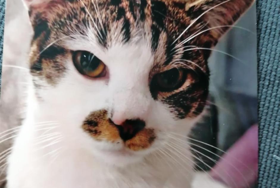 Alerta de Desaparición Gato cruce  Macho , 1 años Manage Bélgica