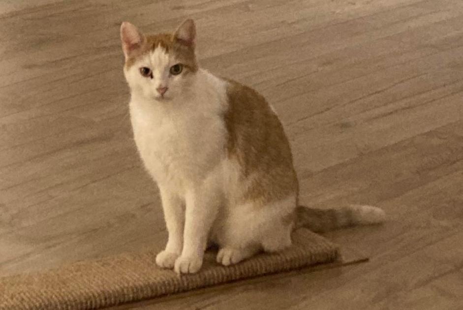 Alerta de Desaparición Gato Macho , 7 años Namur Bélgica