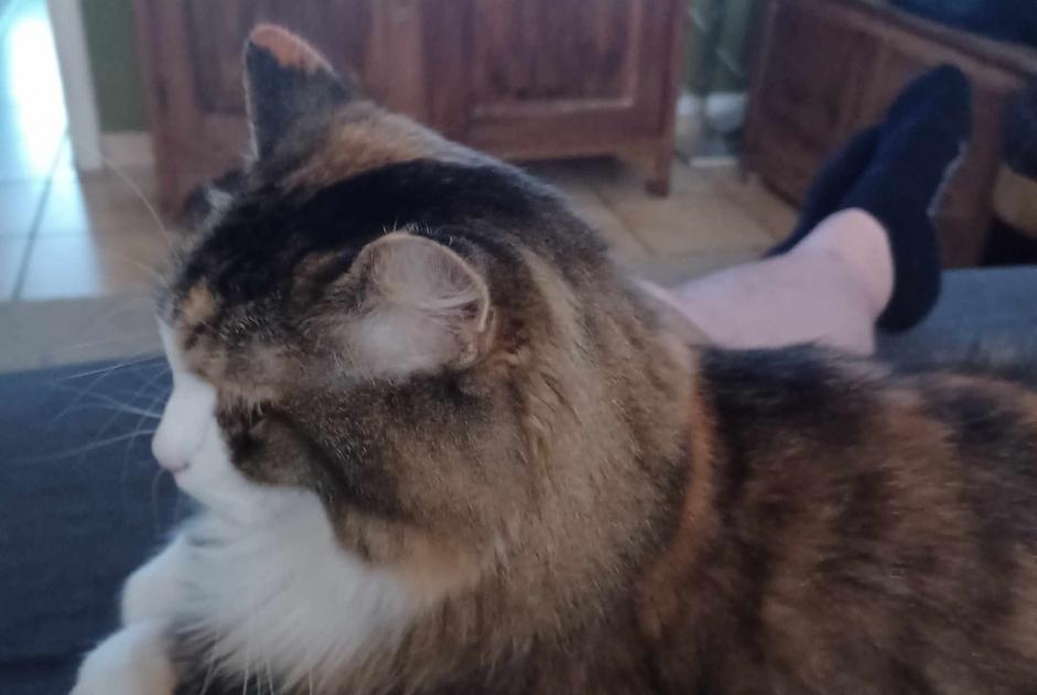 Alerta de Desaparición Gato cruce  Hembra , 8 años Ans Bélgica