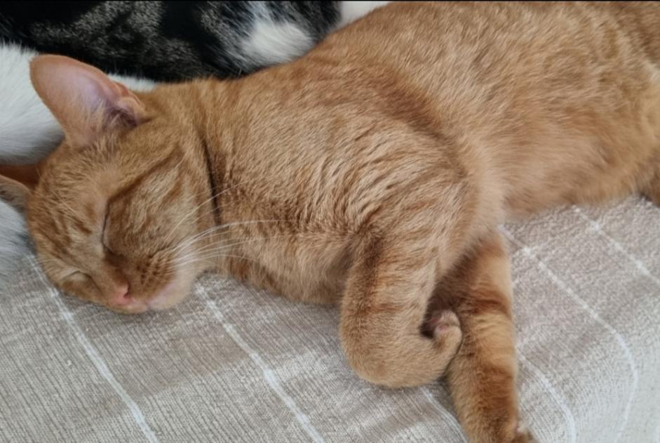 Alerta de Desaparición Gato  Macho , 2 años Etterbeek Bélgica