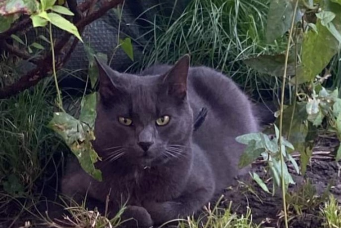 Alerta de Desaparición Gato cruce  Macho , 4 años Châtelet Bélgica