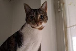 Alerta de Desaparición Gato cruce  Hembra , 3 años Woluwe-Saint-Pierre Bélgica