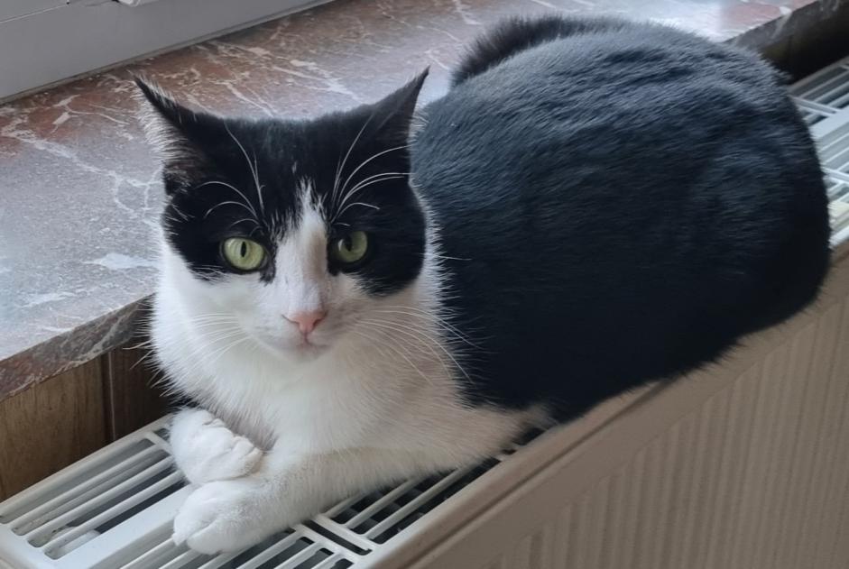 Alerta de Desaparición Gato cruce  Macho , 3 años Estinnes Bélgica