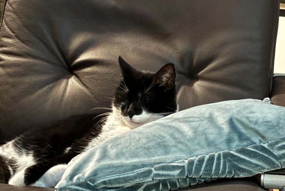 Alerta de Desaparición Gato Macho , 2 años Uccle Bélgica