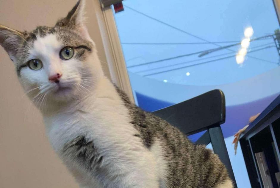 Alerta de Desaparición Gato cruce  Macho , 2 años Silly Bélgica