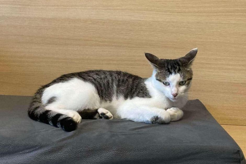 Alerta de Desaparición Gato cruce  Macho , 2 años Silly Bélgica