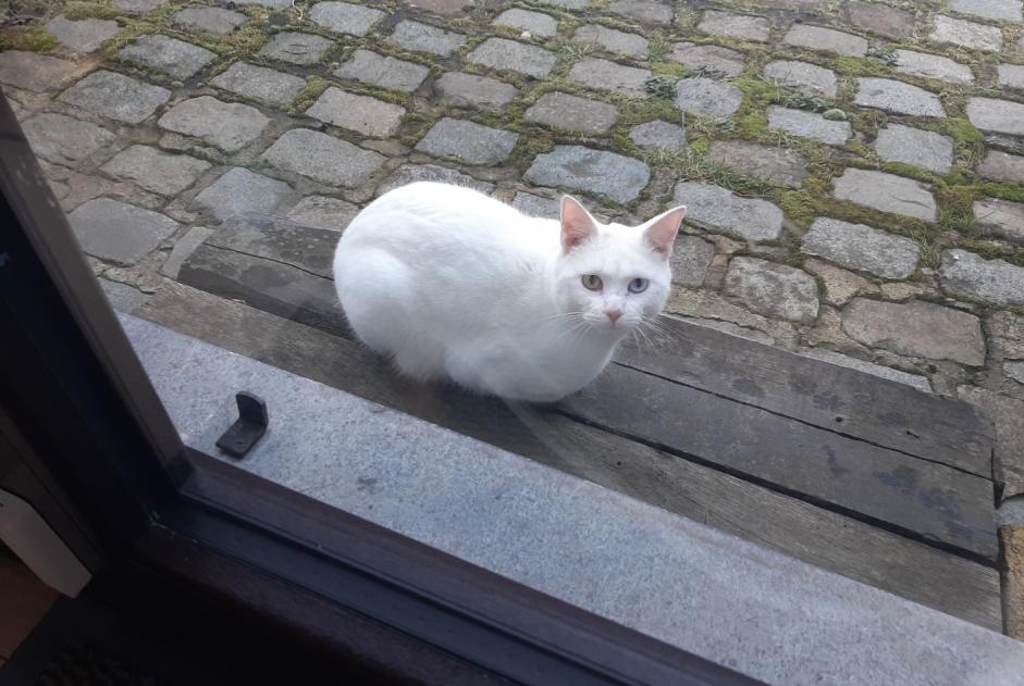 Alerta de Hallazgo Gato Desconocido Waterloo Bélgica