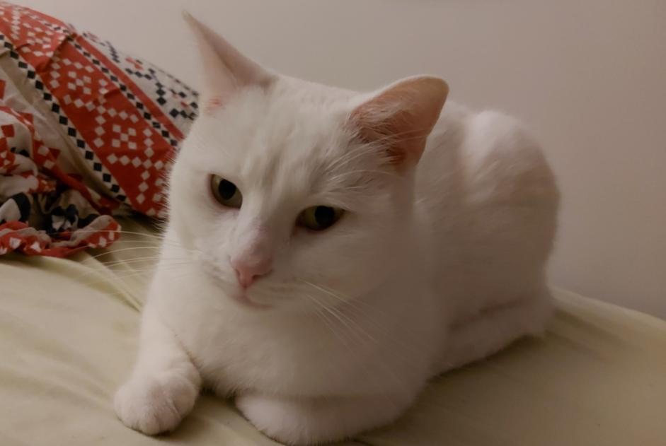 Alerta de Desaparición Gato  Hembra , 3 años Liège Bélgica